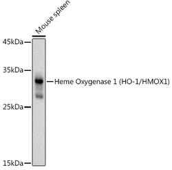 Invitrogen HMOX1 Polyclonal Antibody 100 &mu;L; Unconjugated:Antibodies,
