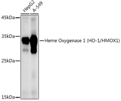 Invitrogen HMOX1 Polyclonal Antibody 100 &mu;L; Unconjugated:Antibodies,