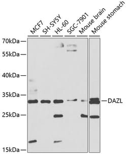 Invitrogen DAZL Polyclonal Antibody 100 &mu;L; Unconjugated:Antibodies,