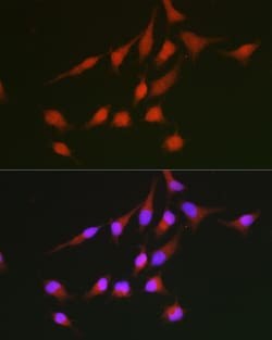 Invitrogen&trade;&nbsp;Nrf2 Polyclonal Antibody