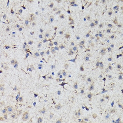 Invitrogen Nrf2 Polyclonal Antibody 100 &mu;L | Buy Online | Invitrogen&trade; | Fisher Scientific