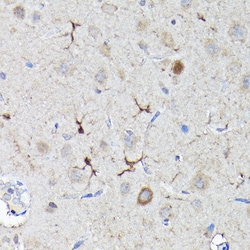 Invitrogen Nrf2 Polyclonal Antibody 100 &mu;L | Buy Online | Invitrogen&trade; | Fisher Scientific