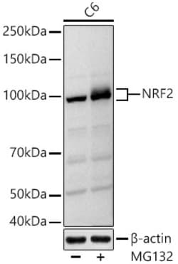 Invitrogen Nrf2 Polyclonal Antibody 100 &mu;L | Buy Online | Invitrogen&trade; | Fisher Scientific