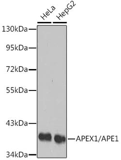 Invitrogen APE1 Polyclonal Antibody 100 &mu;L; Unconjugated:Antibodies,