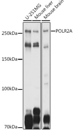 Invitrogen POLR2A Polyclonal Antibody 100 &mu;L; Unconjugated:Antibodies,