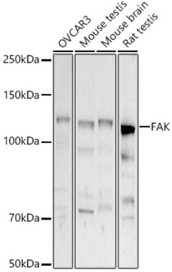 Invitrogen FAK Polyclonal Antibody 100 &mu;L; Unconjugated:Antibodies,
