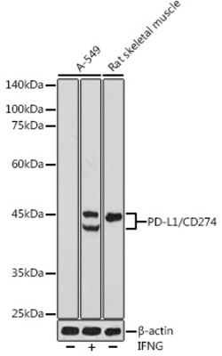 Invitrogen PD-L1 Polyclonal Antibody 100 &mu;L; Unconjugated:Antibodies,