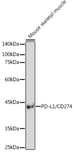 Invitrogen PD-L1 Polyclonal Antibody 100 &mu;L; Unconjugated:Antibodies,