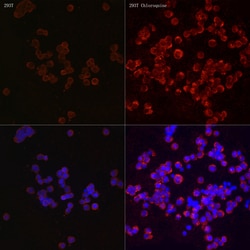 Invitrogen LC3B Polyclonal Antibody 100 &mu;L; Unconjugated:Antibodies,