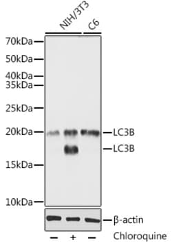 Invitrogen LC3B Polyclonal Antibody 100 &mu;L; Unconjugated:Antibodies,