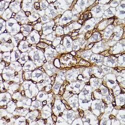 Invitrogen ApoA1 Polyclonal Antibody 100 &mu;L; Unconjugated:Antibodies,
