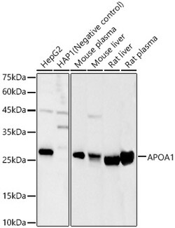 Invitrogen ApoA1 Polyclonal Antibody 100 &mu;L; Unconjugated:Antibodies,
