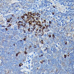 Invitrogen CHOP Polyclonal Antibody 100 &mu;L; Unconjugated:Antibodies,