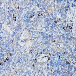 Invitrogen CHOP Polyclonal Antibody 100 &mu;L; Unconjugated:Antibodies,