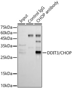 Invitrogen CHOP Polyclonal Antibody 100 &mu;L; Unconjugated:Antibodies,