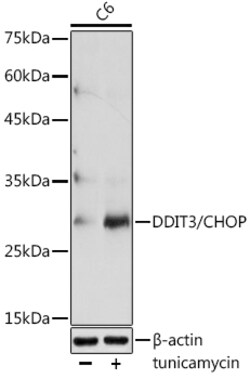 Invitrogen CHOP Polyclonal Antibody 100 &mu;L; Unconjugated:Antibodies,