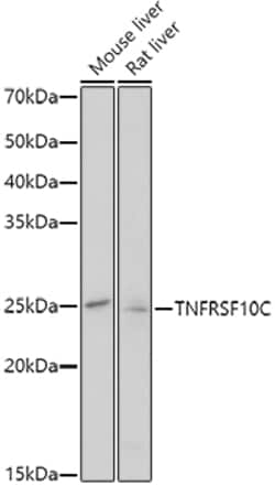 Invitrogen TRAIL-R3 Polyclonal Antibody 100 &mu;L; Unconjugated:Antibodies,