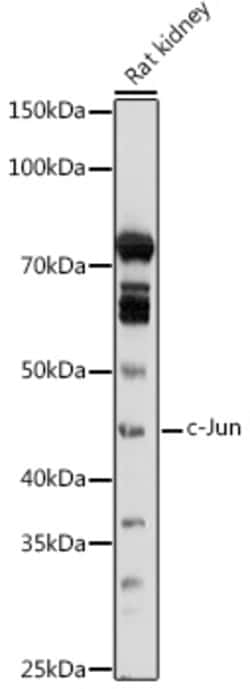 Invitrogen c-Jun Polyclonal Antibody 100 &mu;L; Unconjugated:Antibodies,
