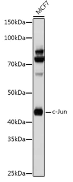 Invitrogen c-Jun Polyclonal Antibody 100 &mu;L; Unconjugated:Antibodies,