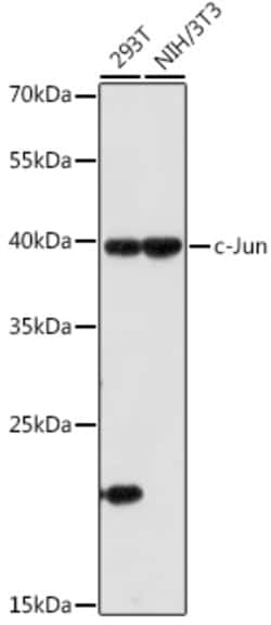 Invitrogen c-Jun Polyclonal Antibody 100 &mu;L; Unconjugated:Antibodies,