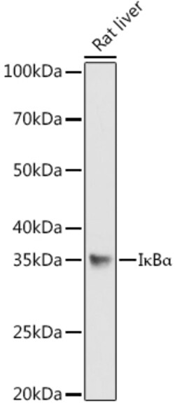 Invitrogen IkB alpha Polyclonal Antibody 100 &mu;L; Unconjugated:Antibodies