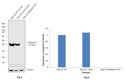 Invitrogen Aldolase A Polyclonal Antibody 100 &mu;L | Buy Online | Invitrogen&trade; | Fisher Scientific