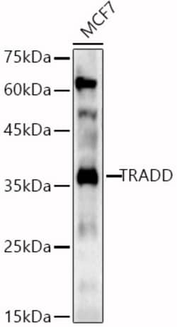 Invitrogen TRADD Polyclonal Antibody 100 &mu;L; Unconjugated:Antibodies,