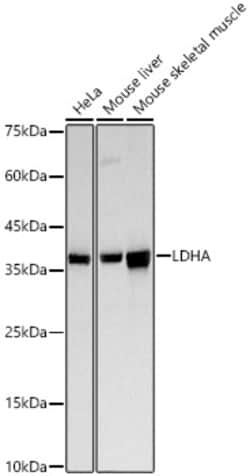 Invitrogen LDHA Polyclonal Antibody 100 &mu;L; Unconjugated:Antibodies,