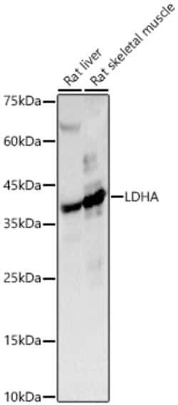 Invitrogen LDHA Polyclonal Antibody 100 &mu;L; Unconjugated:Antibodies,