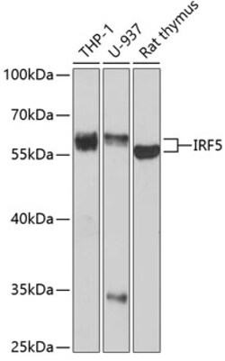 Invitrogen IRF5 Polyclonal Antibody 100 &mu;L; Unconjugated:Antibodies,