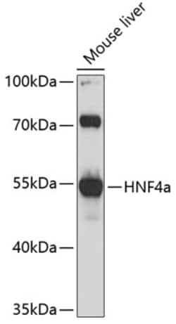 Invitrogen HNF4A Polyclonal Antibody 100 &mu;L; Unconjugated:Antibodies,