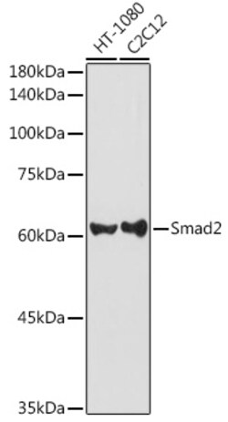 Invitrogen SMAD2 Polyclonal Antibody 100 &mu;L; Unconjugated:Antibodies,