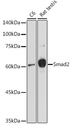 Invitrogen SMAD2 Polyclonal Antibody 100 &mu;L; Unconjugated:Antibodies,