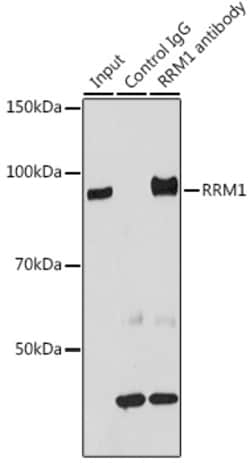 Invitrogen RRM1 Polyclonal Antibody 100 &mu;L; Unconjugated:Antibodies,