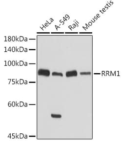 Invitrogen RRM1 Polyclonal Antibody 100 &mu;L; Unconjugated:Antibodies,