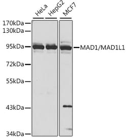 Invitrogen MAD1 Polyclonal Antibody 100 &mu;L | Buy Online | Invitrogen&trade; | Fisher Scientific
