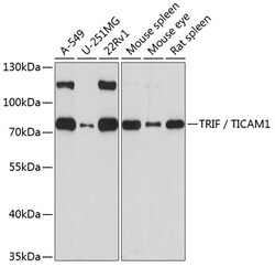 Invitrogen TRIF Polyclonal Antibody 100 &mu;L; Unconjugated:Antibodies,