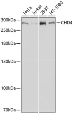 Invitrogen CHD4 Polyclonal Antibody 100 &mu;L; Unconjugated:Antibodies,