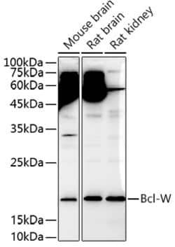 Invitrogen Bcl-W Polyclonal Antibody 100 &mu;L; Unconjugated:Antibodies,