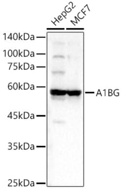Invitrogen A1BG Polyclonal Antibody 100 &mu;L; Unconjugated:Antibodies,