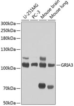 Invitrogen GluR3 Polyclonal Antibody 100 &mu;L; Unconjugated:Antibodies,