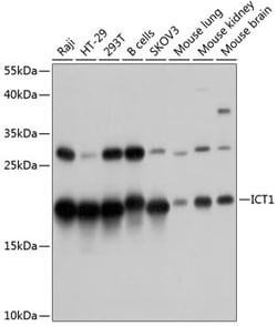 Invitrogen ICT1 Polyclonal Antibody 100 &mu;L; Unconjugated:Antibodies,