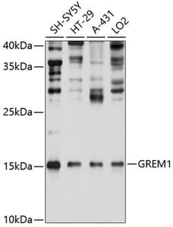 Invitrogen GREM1 Polyclonal Antibody 100 &mu;L; Unconjugated:Antibodies,