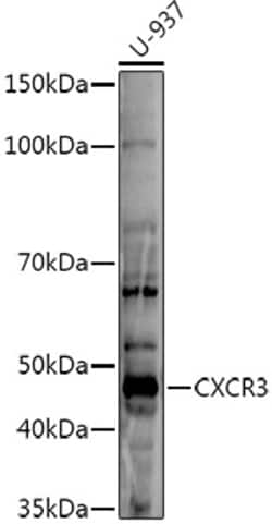 Invitrogen CXCR3 Polyclonal Antibody 100 &mu;L | Buy Online | Invitrogen&trade; | Fisher Scientific