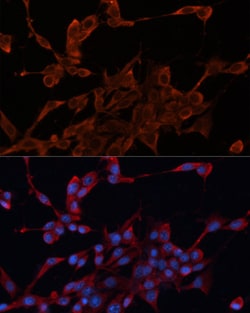 Invitrogen HDJ2 Polyclonal Antibody 100 &mu;L; Unconjugated:Antibodies,