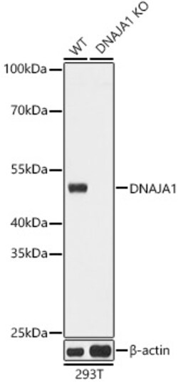 Invitrogen HDJ2 Polyclonal Antibody 100 &mu;L; Unconjugated:Antibodies,
