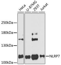 Invitrogen NALP7 Polyclonal Antibody 100 &mu;L; Unconjugated:Antibodies,