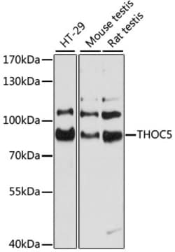 Invitrogen THOC5 Polyclonal Antibody 100 &mu;L; Unconjugated:Antibodies,
