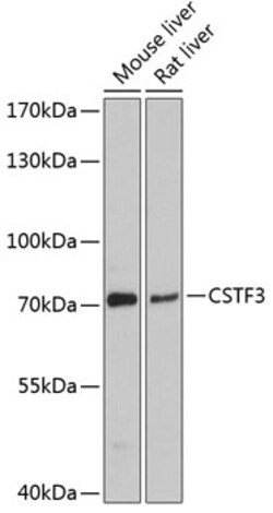 Invitrogen CSTF3 Polyclonal Antibody 100 &mu;L; Unconjugated:Antibodies,