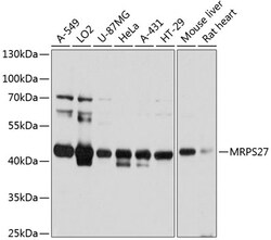 Invitrogen MRPS27 Polyclonal Antibody 100 &mu;L | Buy Online | Invitrogen&trade; | Fisher Scientific